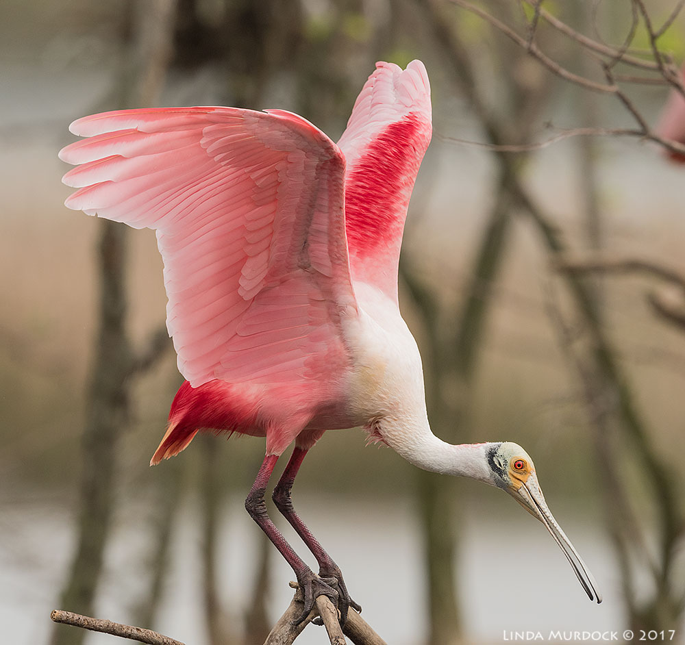 Roseate Spoonbill showing off Nikon D810 with NIKKOR 500mm f/4E VR + Nikon 1.4x TC ~ 1/1600 sec f/7.1 ISO 640; tripod