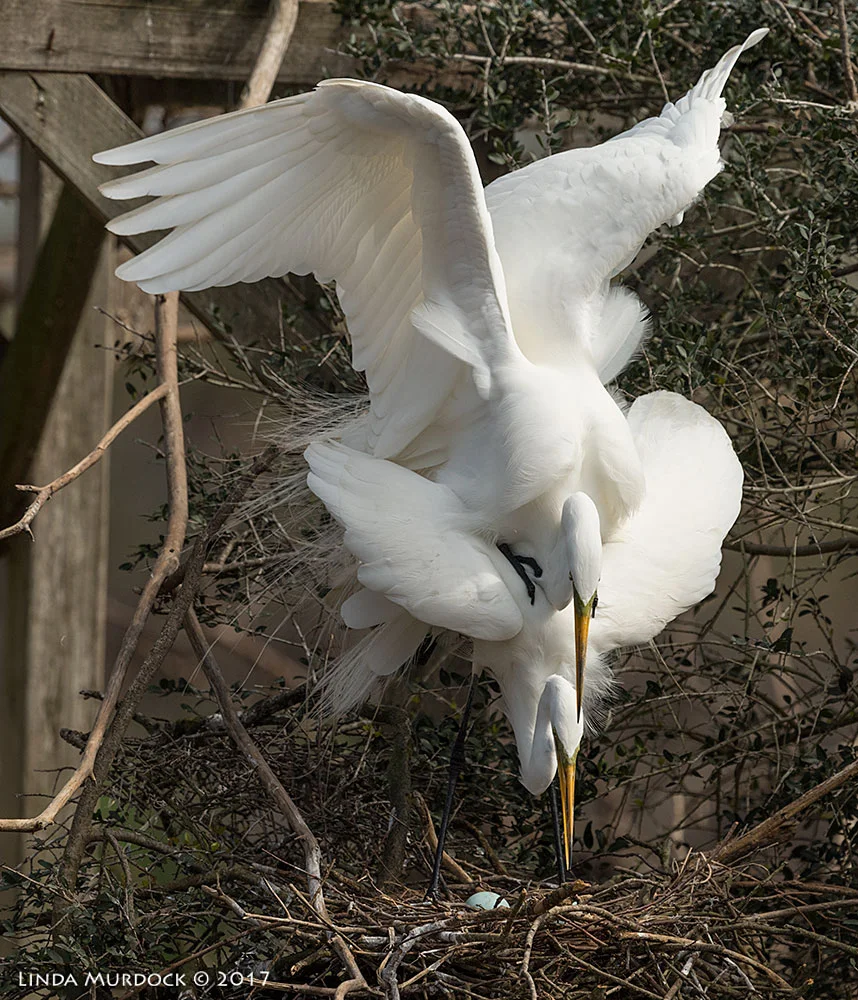 Perfect posture for a vertical crop! Nikon D810 with NIKKOR 500mm f/4E VR + Nikon 1.4x TC ~ 1/2500 sec f/7.1 ISO 500; tripod