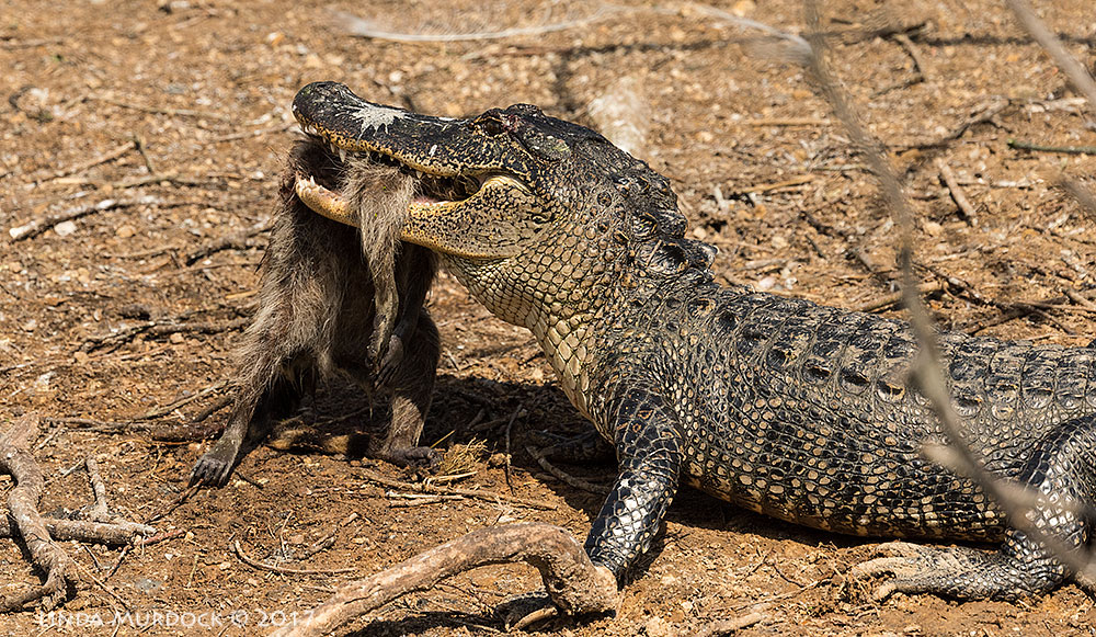 The ever present alligator with a big meal Nikon D810 with NIKKOR 500mm f/4E VR + Nikon 1.4x TC ~ 1/3200 sec f/6.3 ISO 400; tripod