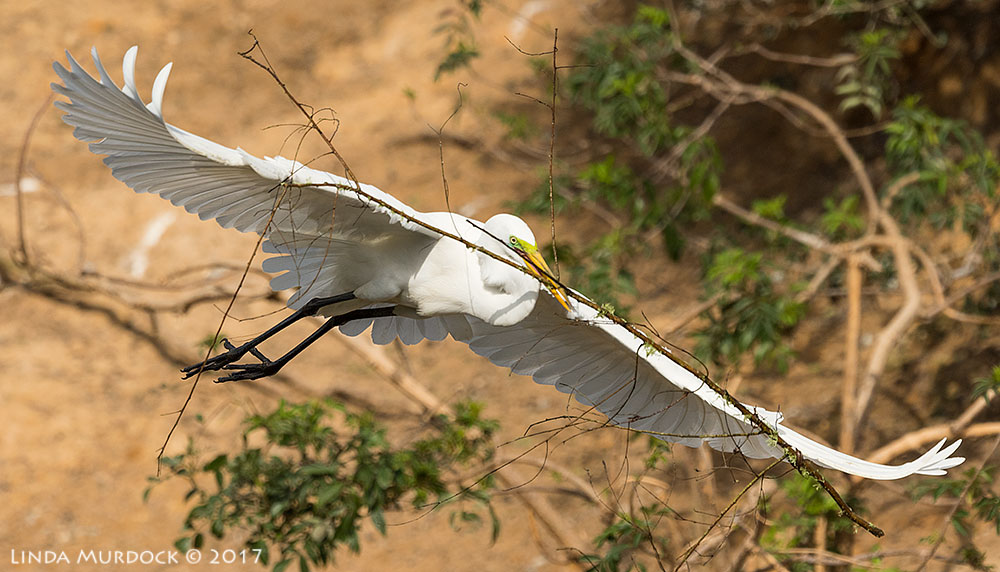 Great Egret with great stick taken from top of new platform Nikon D810 with NIKKOR 500mm f/4E VR + Nikon 1.4x TC ~ 1/3200 sec f/6.3 ISO 400; handheld