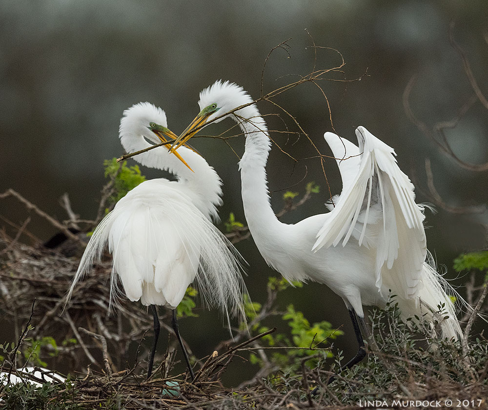 Stick transfer Nikon D810 with NIKKOR 500mm f/4E VR + Nikon 1.4x TC ~ 1/2000 sec f/6.3 ISO 2500