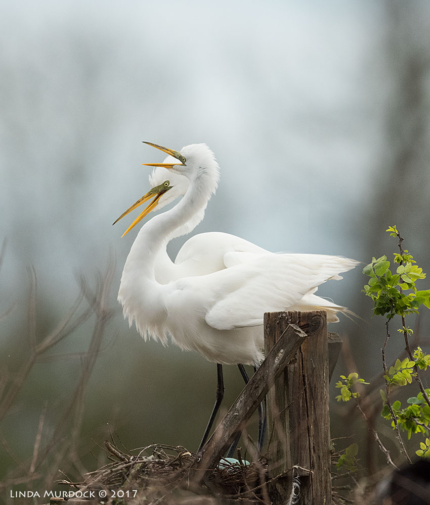 Proud parents to be Nikon D810 with NIKKOR 500mm f/4E VR + Nikon 1.4x TC ~ 1/2500 sec f/6.3 ISO 1600