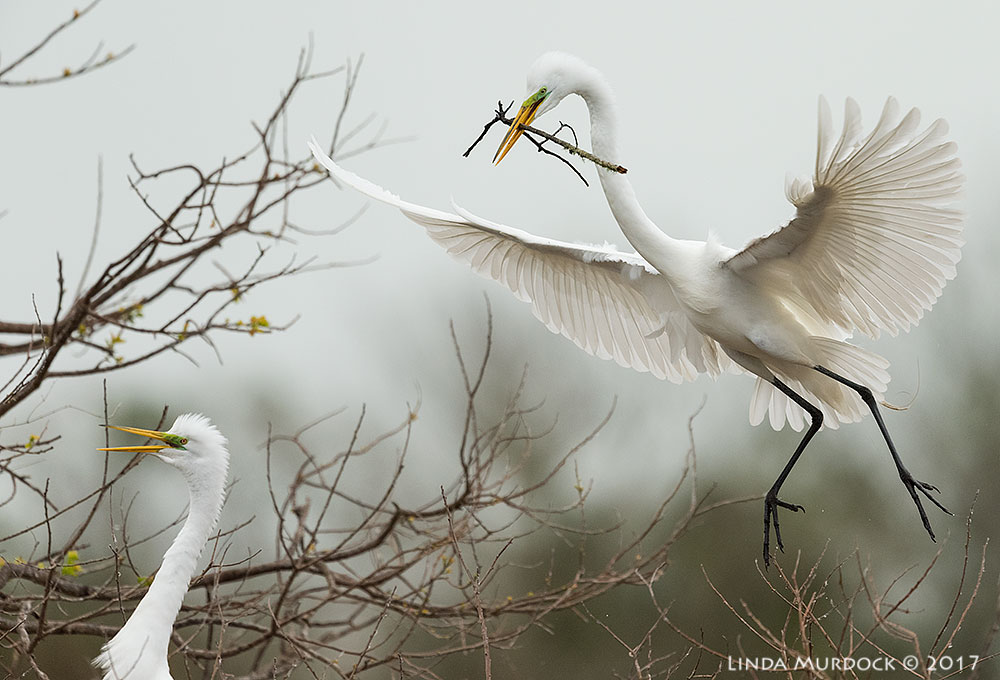Bringing a stick for his lady Nikon D810 with NIKKOR 500mm f/4E VR + Nikon 1.4x TC ~ 1/2000 sec f/6.3 ISO 2500