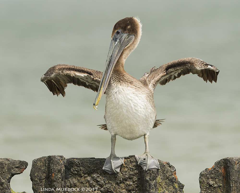 Young Brown Pelican. Hope the tear in his webbed foot doesn't cause him trouble. Nikon D810 with NIKKOR 500mm f/4E VR + Nikon 1.4x TC ~ 1/2000 sec f/8.0 ISO 1000; tripod