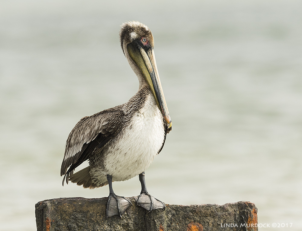 Not a youngster but not an adult either Nikon D810 with NIKKOR 500mm f/4E VR + Nikon 1.4x TC ~ 1/2000 sec f/8.0 ISO 1000; tripod
