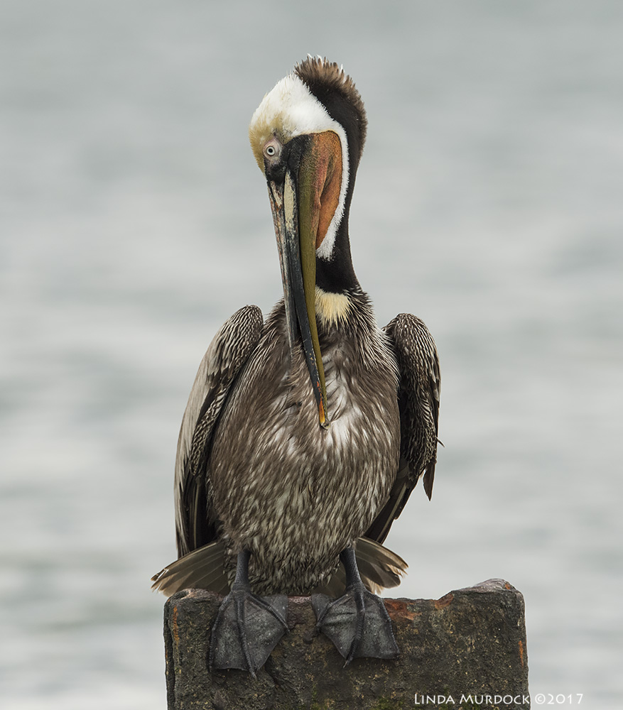 Breeding adult Brown Pelican with red pouch. Nikon D810 with NIKKOR 500mm f/4E VR + Nikon 1.4x TC ~ 1/2000 sec f/8.0 ISO 800; tripod