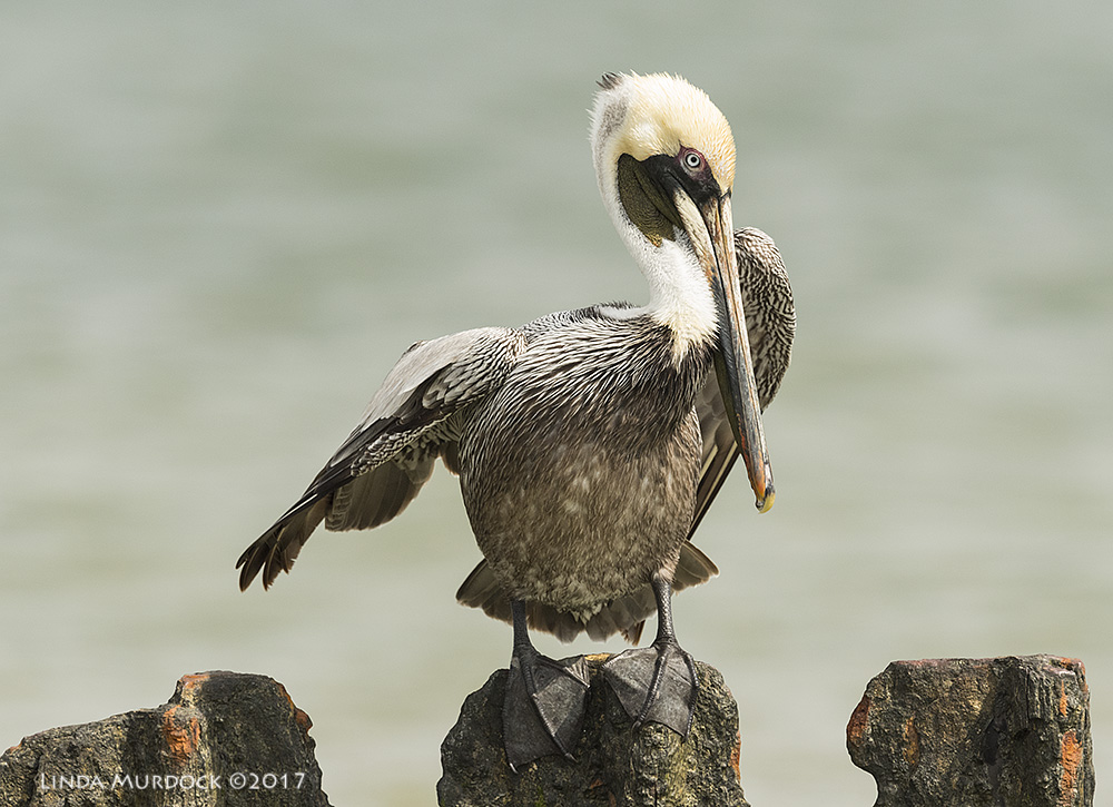 Non-breeding adult perhaps in transition Nikon D810 with NIKKOR 500mm f/4E VR + Nikon 1.4x TC ~ 1/2000 sec f/8.0 ISO 1000; tripod