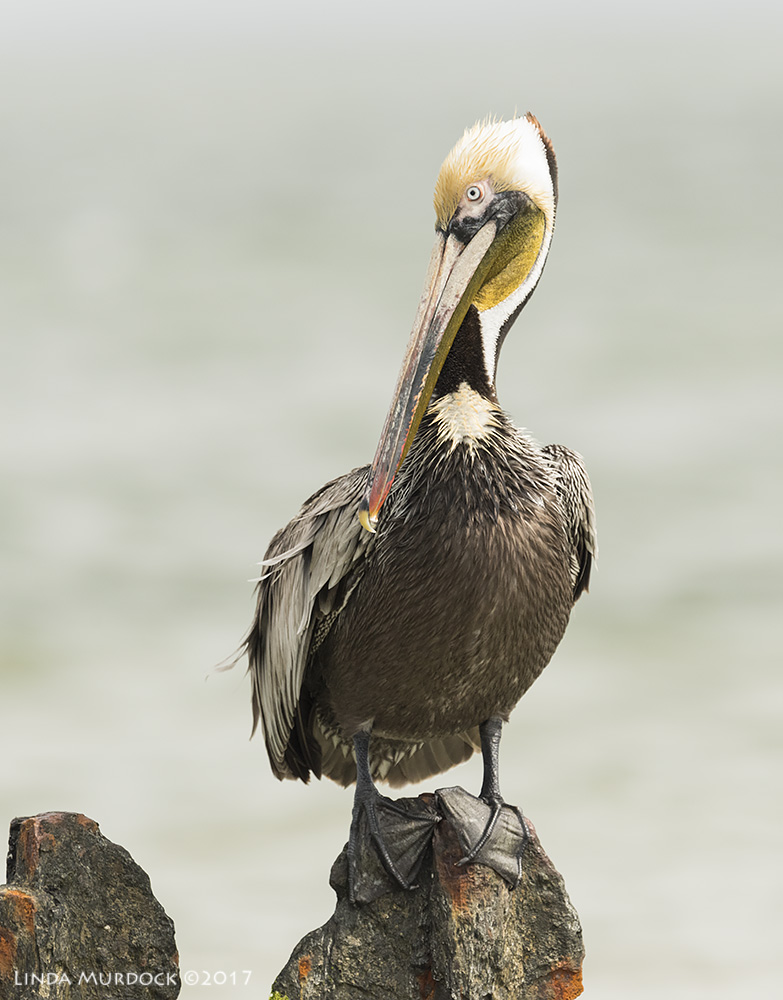 Golden-pouched Brown Pelican Nikon D810 with NIKKOR 500mm f/4E VR + Nikon 1.4x TC ~ 1/2000 sec f/8.0 ISO 1000; tripod