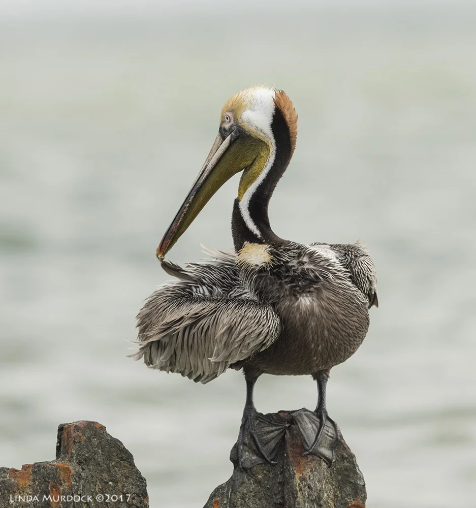 Nikon D810 with NIKKOR 500mm f/4E VR + Nikon 1.4x TC ~ 1/2000 sec f/8.0 ISO 1000; tripod