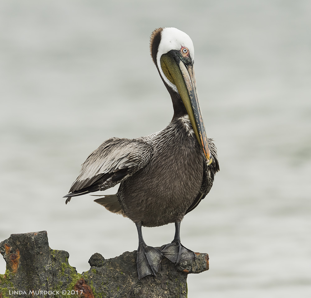 Brown Pelican with dark neck stripe but no yellow face Nikon D810 with NIKKOR 500mm f/4E VR + Nikon 1.4x TC ~ 1/2000 sec f/8.0 ISO 1000; tripod