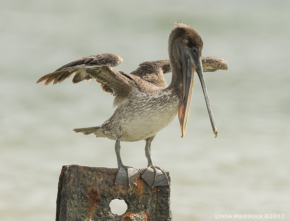 Young juvenile Brown Pelican Nikon D810 with NIKKOR 500mm f/4E VR + Nikon 1.4x TC ~ 1/2000 sec f/8.0 ISO 1000; tripod