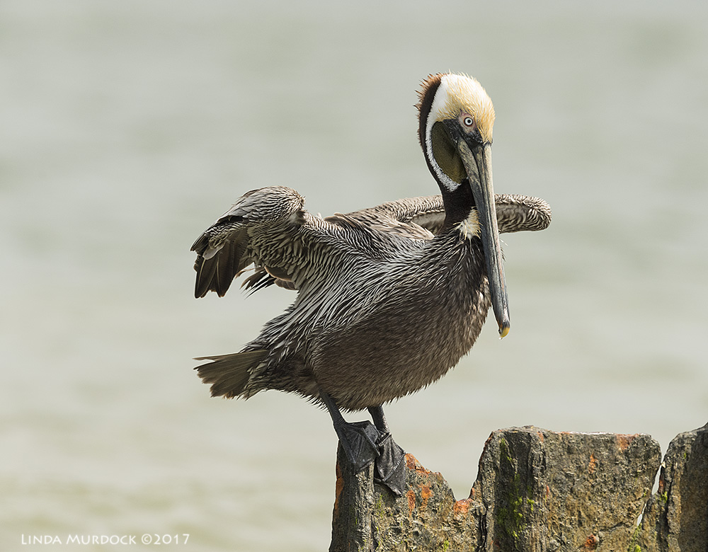 Finally! A breeding Brown Pelican that matches the literature! Nikon D810 with NIKKOR 500mm f/4E VR + Nikon 1.4x TC ~ 1/2000 sec f/8.0 ISO 1000; tripod