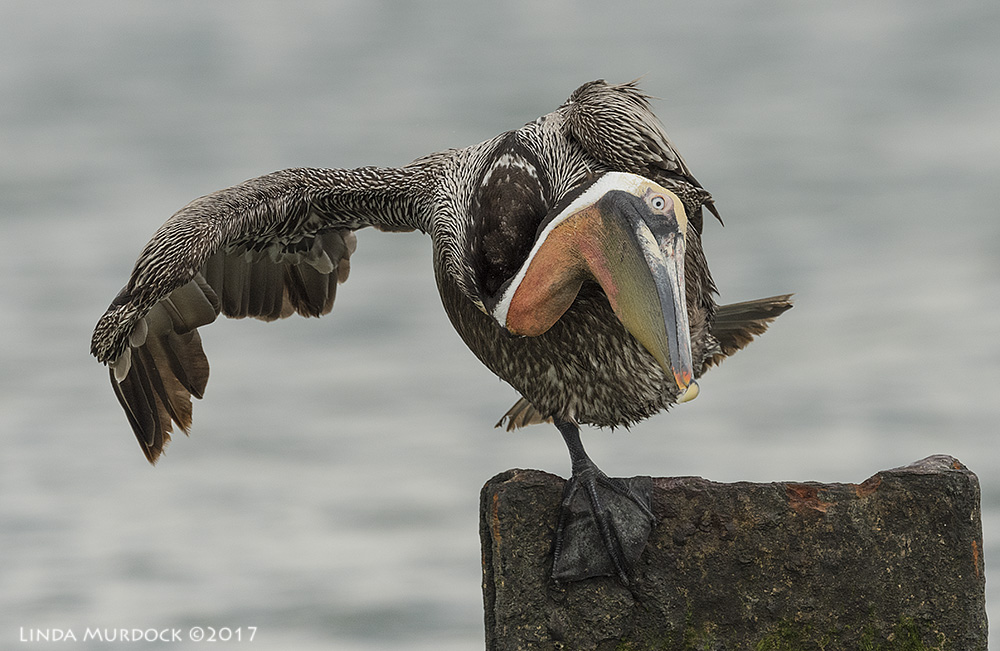 Nikon D810 with NIKKOR 500mm f/4E VR + Nikon 1.4x TC ~ 1/2000 sec f/8.0 ISO 800; tripod