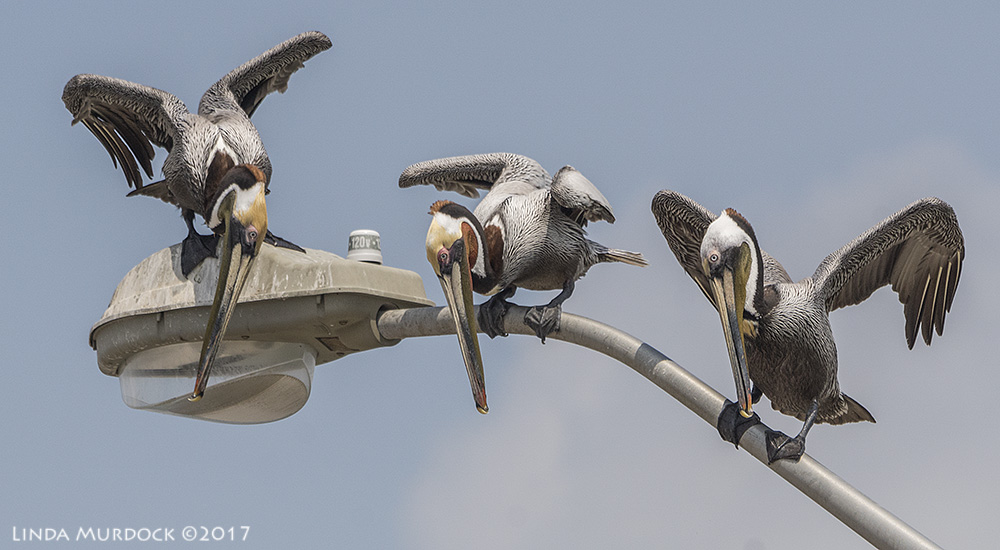 Pelican cousins Sony A77II with Sony 70-400 G2 ~ 1/2000 sec f/7.1 ISO 640