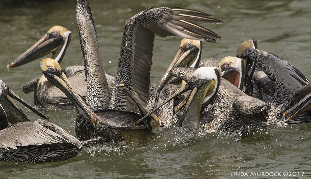 Brown Pelican Party Sony A77II with Sony 70-400 G2 ~ 1/2000 sec f/7.1 ISO 1000