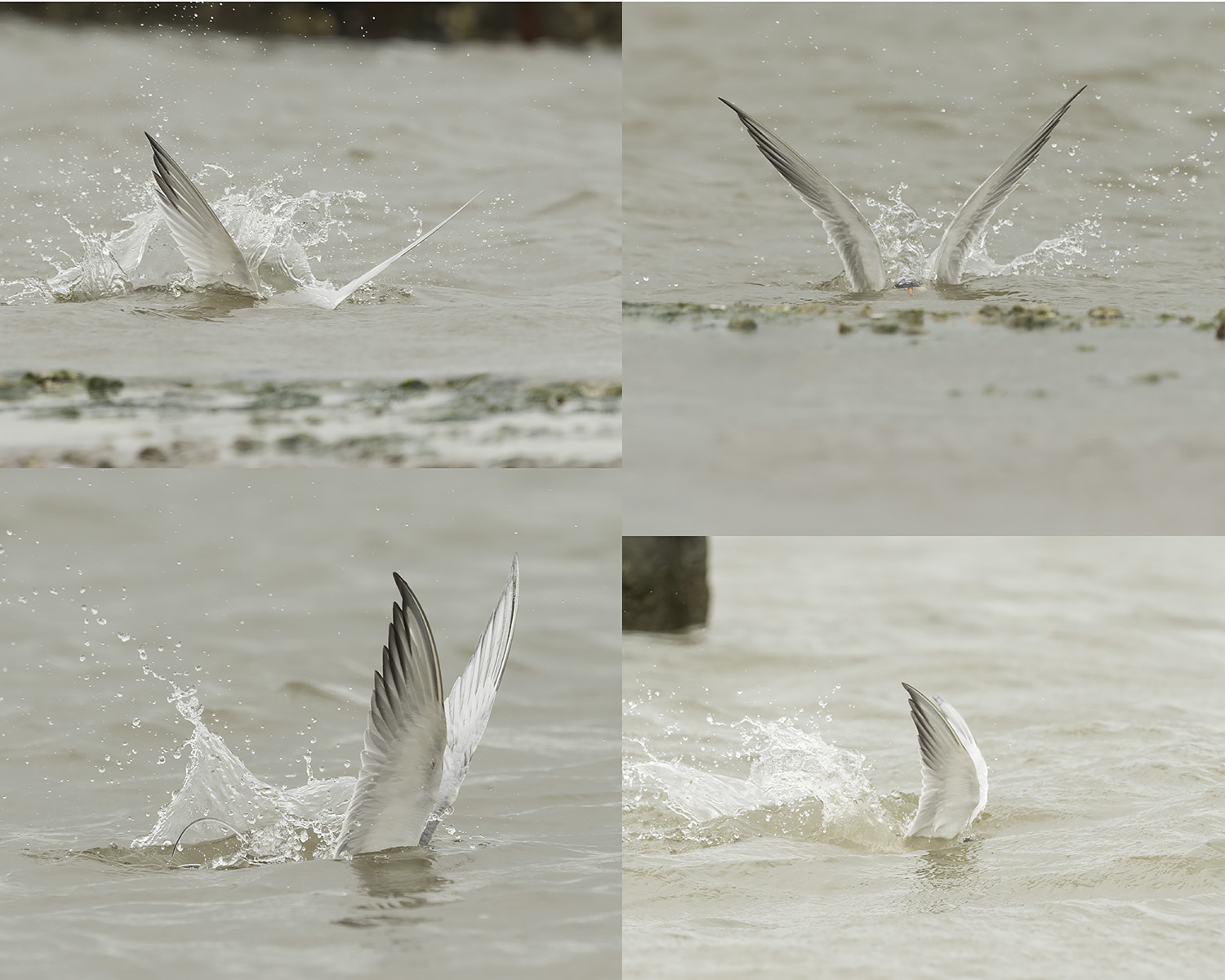 Could these be white feathered sharks?