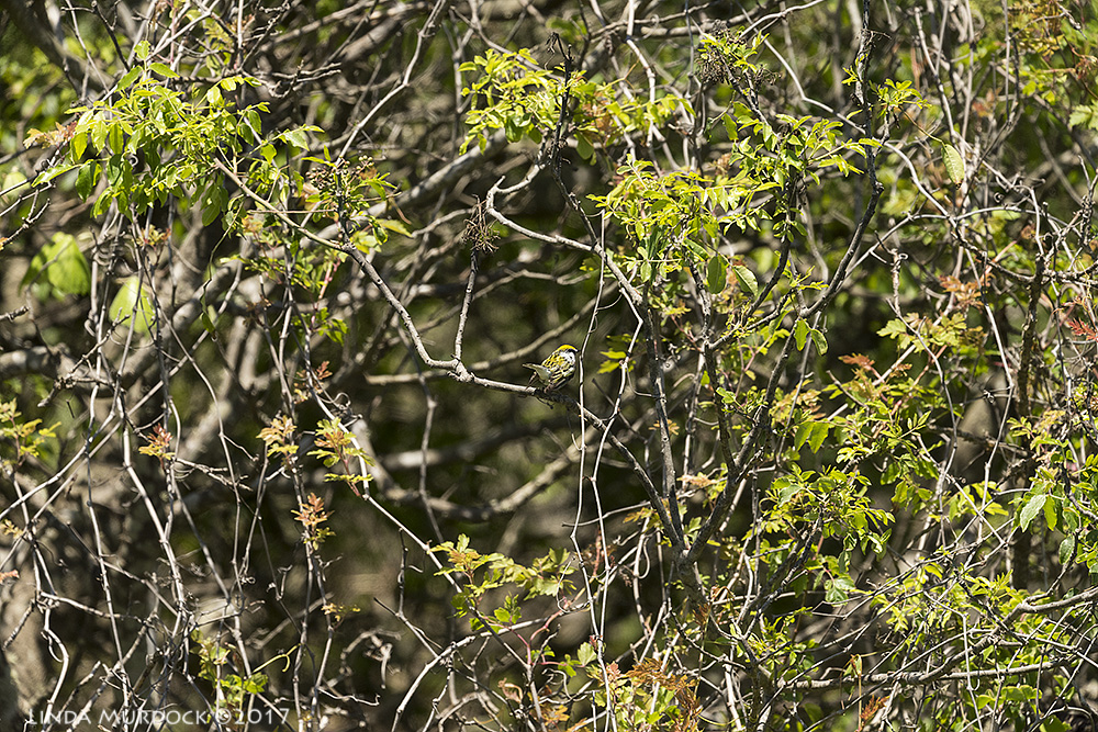 Tiny warbler in the bush - what Spring Migration REALLY looks like Nikon D810 with NIKKOR 500mm f/4E VR + Nikon 1.4x TC ~ 1/2000 sec f/6.3 ISO 640; from vehicle window