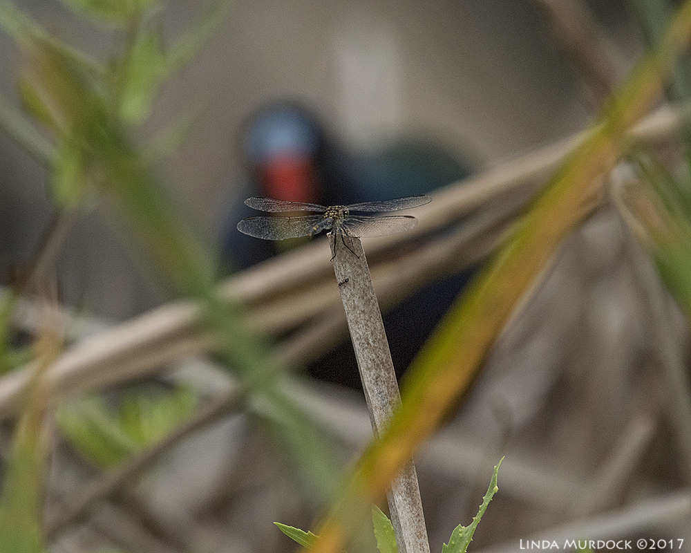 Autofocus can play tricks on you! Nikon D810 with NIKKOR 500mm f/4E VR + Nikon 1.4x TC ~ 1/2000 sec f/7.1 ISO 2000; hand-held