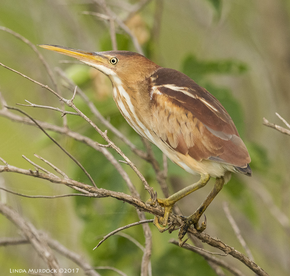 Least Bittern posing for us Nikon D810 with NIKKOR 500mm f/4E VR + Nikon 1.4x TC ~ 1/1000 sec f/6.3 ISO 2000; hand-held