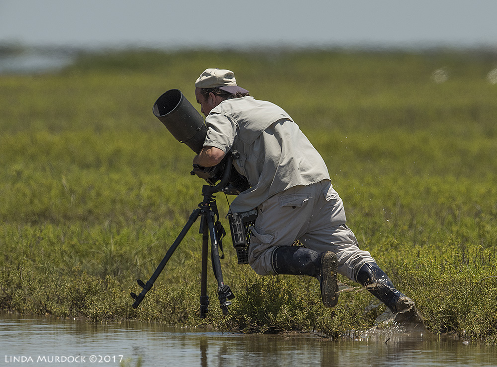 Bill almost takes a spill Nikon D810 with NIKKOR 500mm f/4E VR + Nikon 1.4x TC ~ 1/2000 sec f/8.0 ISO 500; braced on truck window