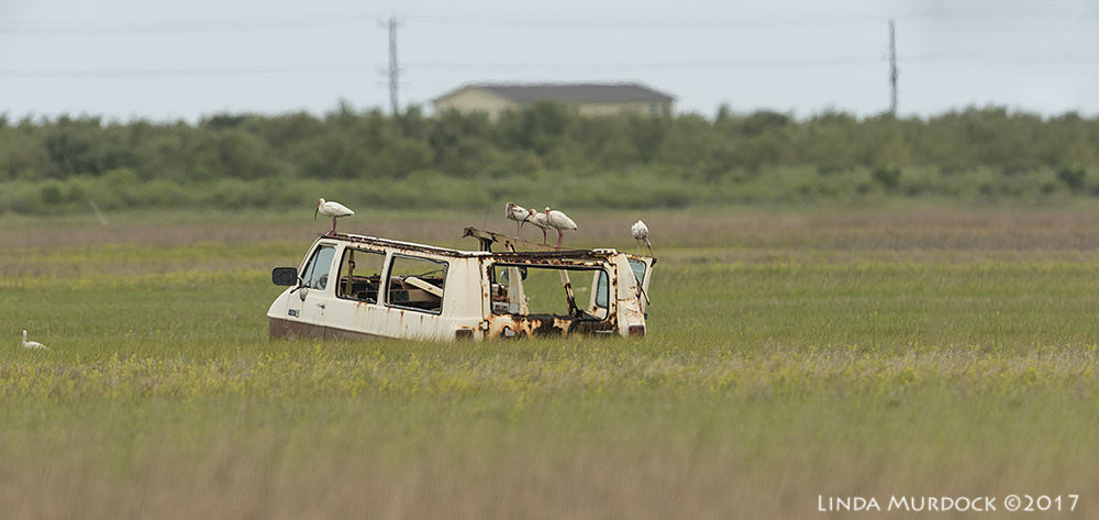 White Ibis with unusual perch Nikon D810 with NIKKOR 500mm f/4E VR~ 1/2000 sec f/7.1 ISO 640; tripod