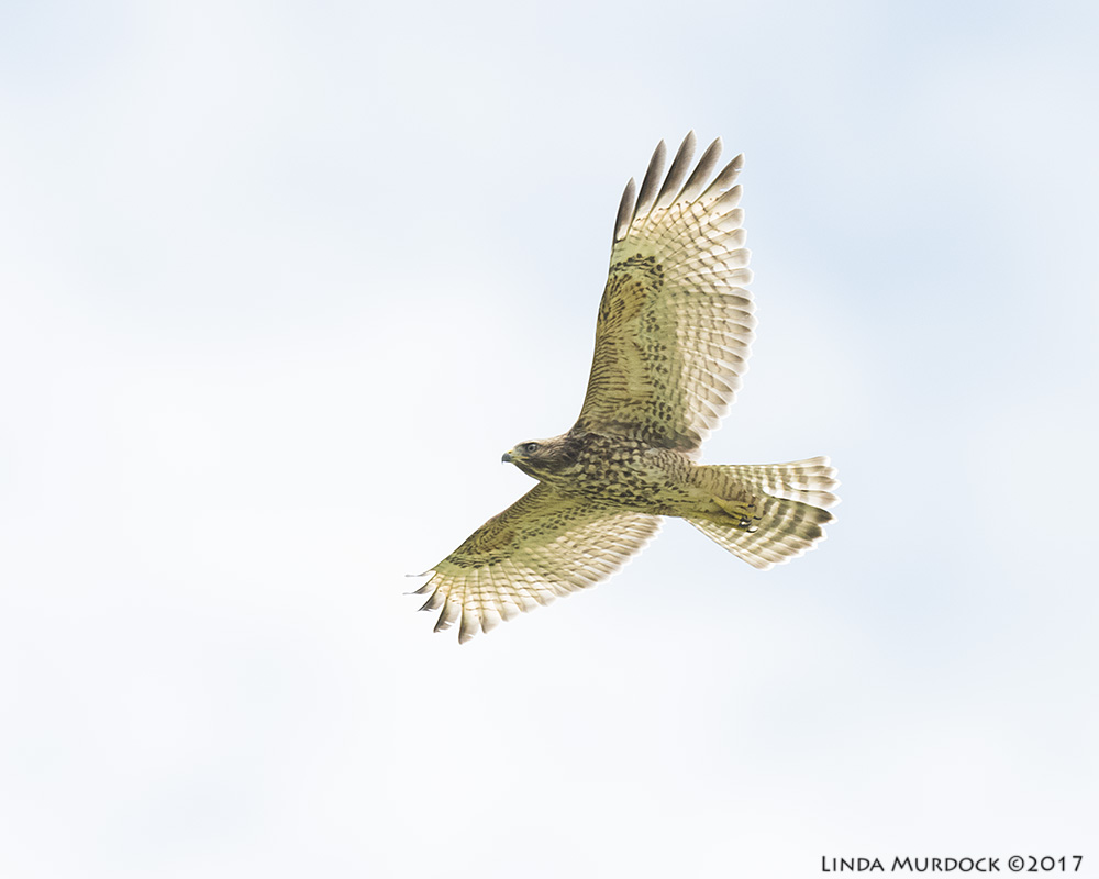 But his tail has no red so what is it? Nikon D810 with NIKKOR 500mm f/4E VR + Nikon 1.4x TC ~ 1/2000 sec f/6.3 ISO 1000; tripod