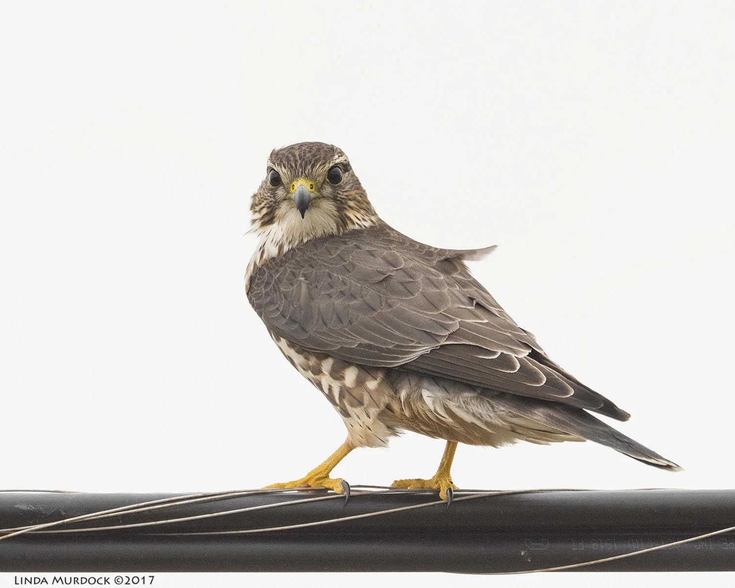 Merlin Nikon D810 with NIKKOR 500mm f/4E VR + Nikon 1.4x TC ~ 1/2500 sec f/8.0 ISO 1000