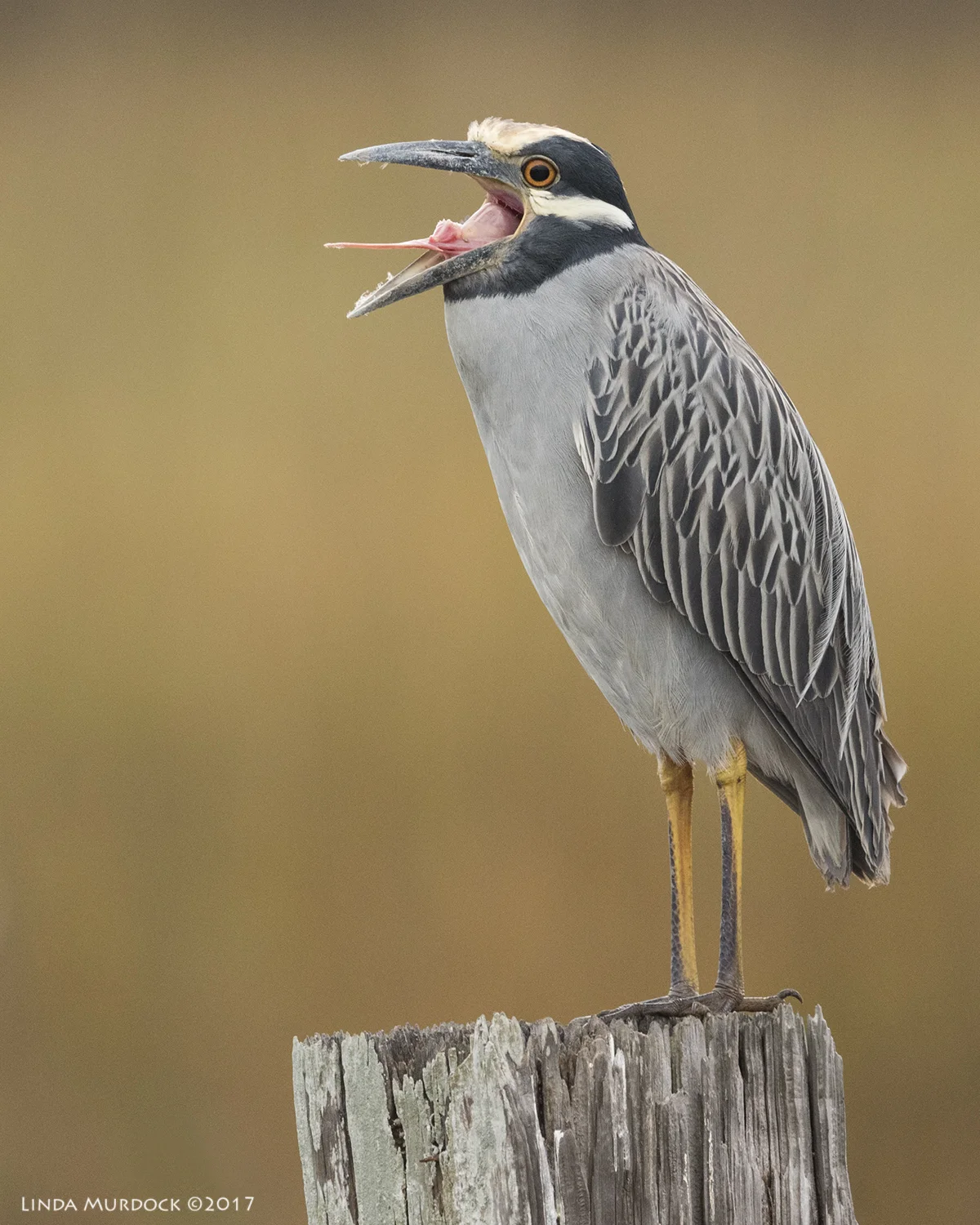 Open wide... Nikon D810 with NIKKOR 500mm f/4E VR + Nikon 1.4x TC ~ 1/1250 sec f/6.3 ISO 1600; tripod