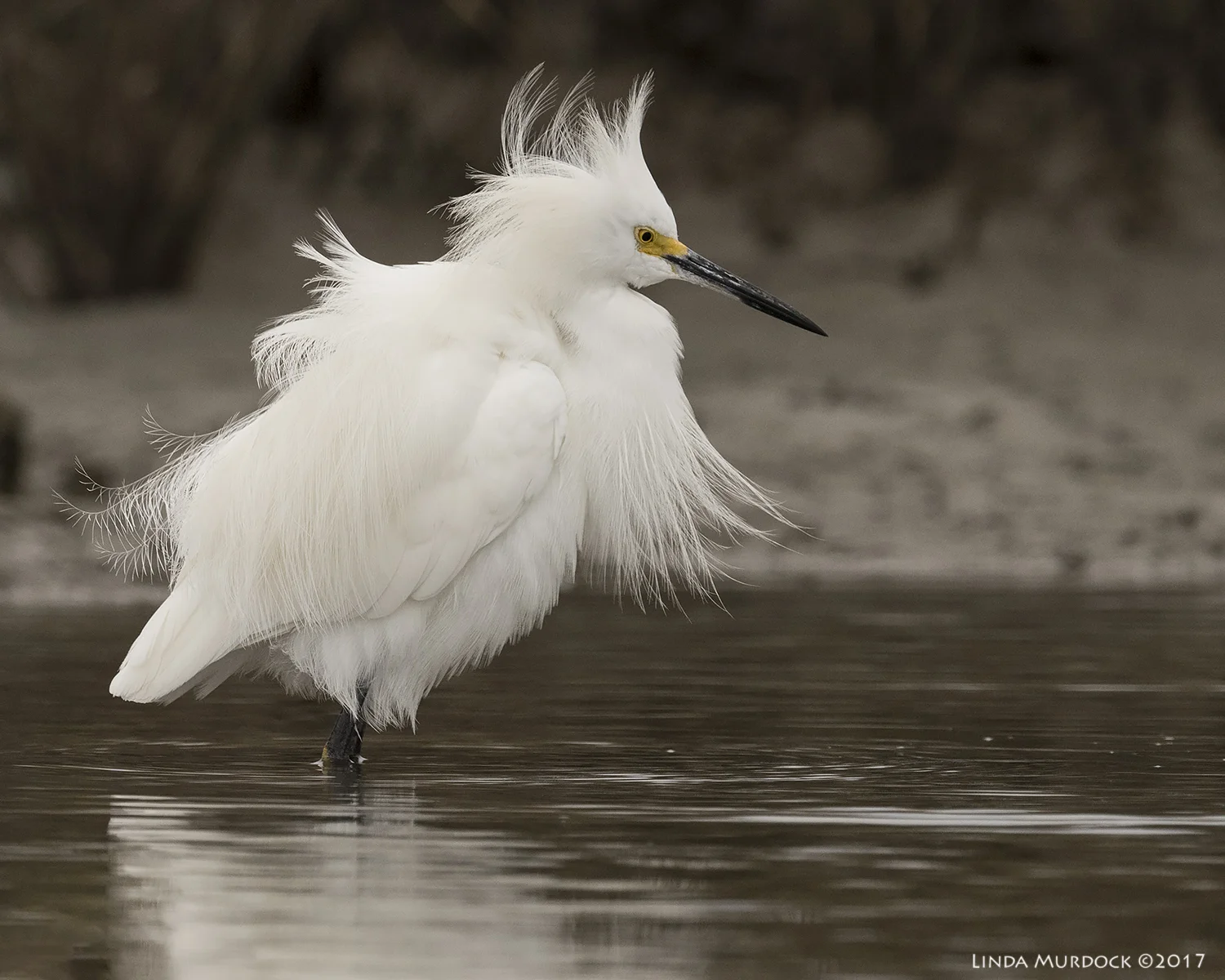 How beautiful is that? Nikon D810 with NIKKOR 500mm f/4E VR + Nikon 1.4x TC ~ 1/2000 sec f/7.1 ISO 1250; tripod