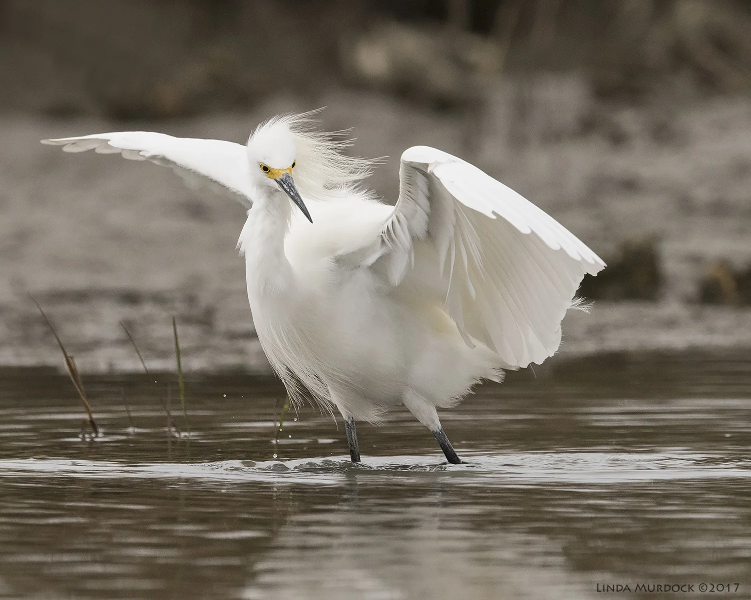 Snowies are serious showoffs Nikon D810 with NIKKOR 500mm f/4E VR + Nikon 1.4x TC ~ 1/2000 sec f/7.1 ISO 2000; tripod