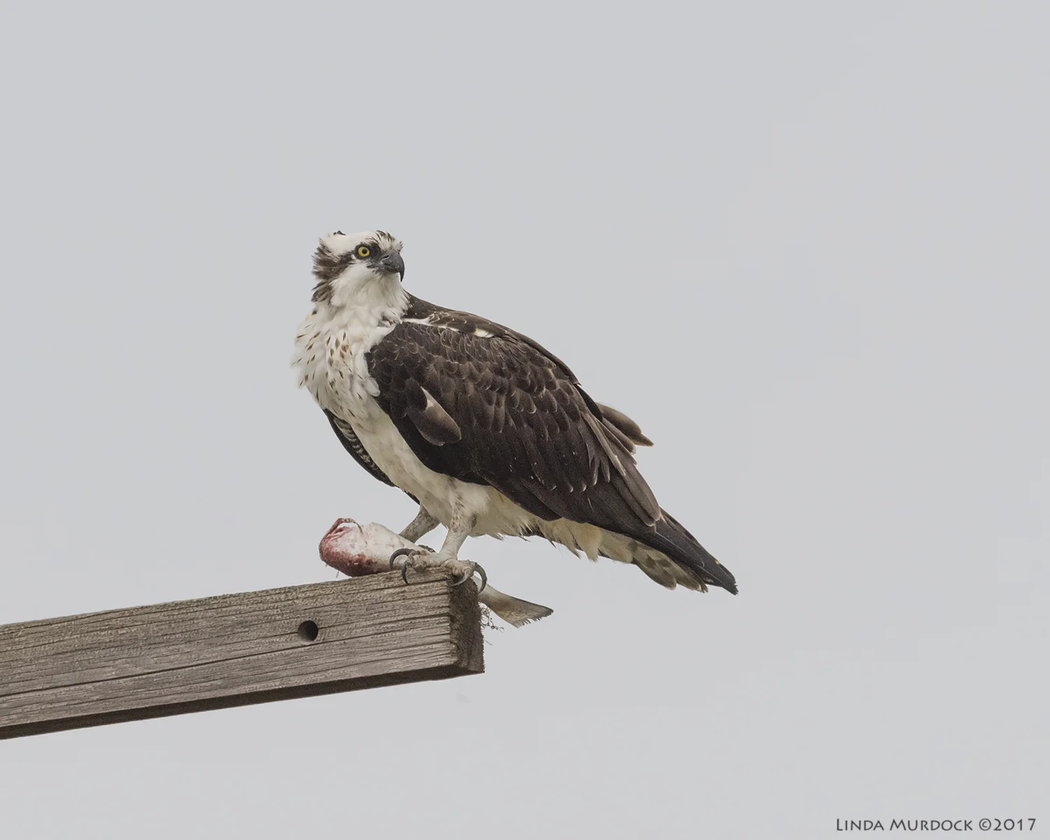 Osprey and headless fish Nikon D810 with NIKKOR 500mm f/4E VR + Nikon 1.4x TC ~ 1/2000 sec f/7.1 ISO 1250; hand-held