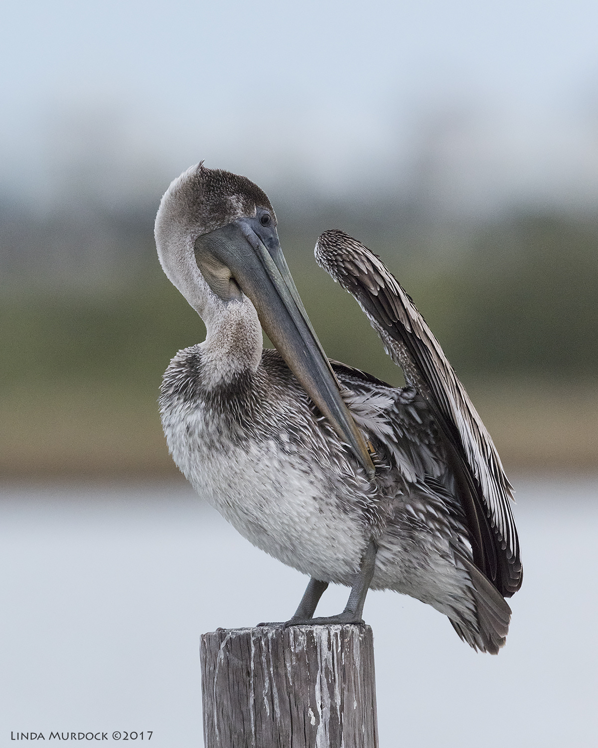Preening young Brown Pelican Nikon D810 with NIKKOR 500mm f/4E VR + Nikon 1.4x TC ~ 1/2000 sec f/6.3 ISO 3200; tripod