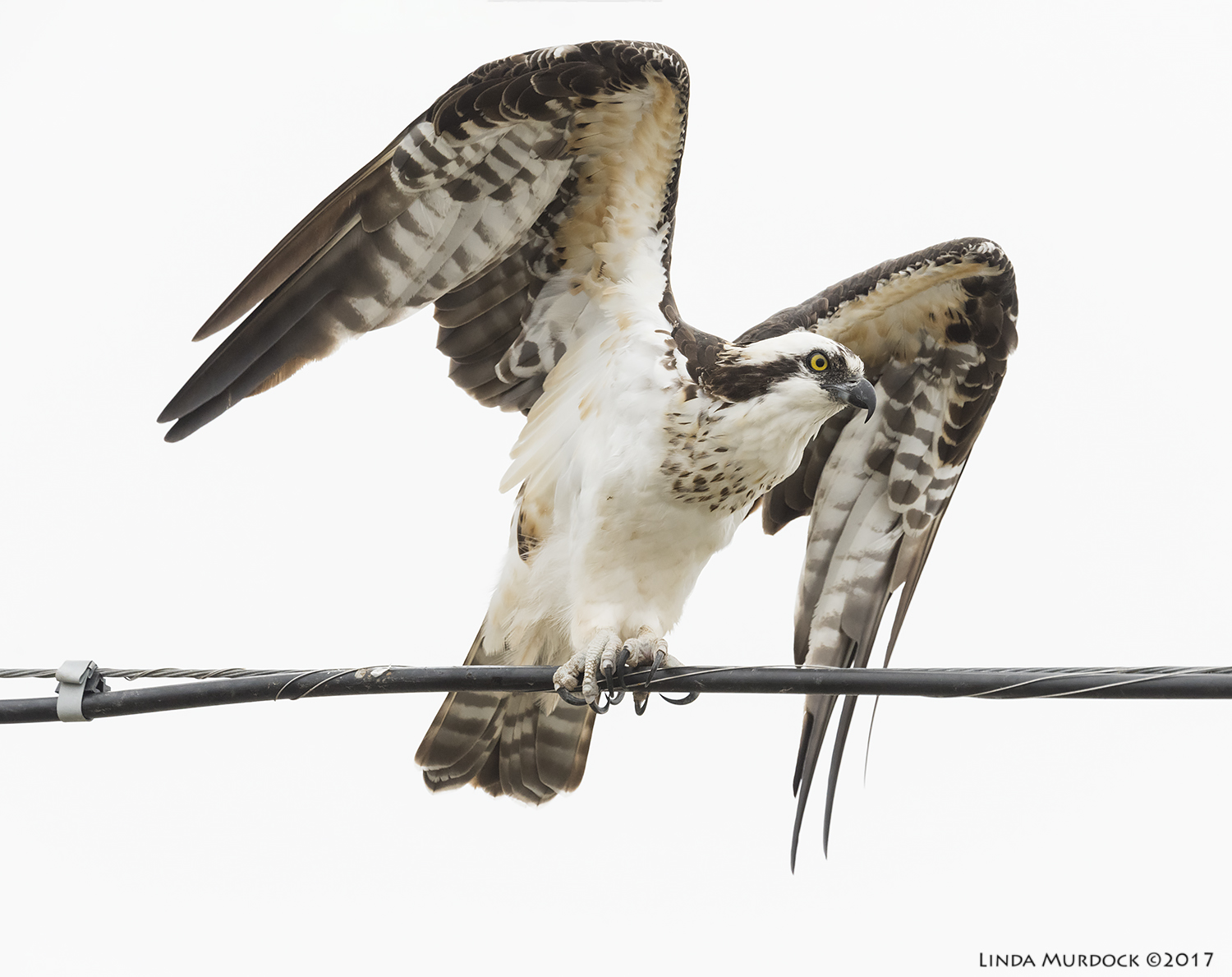 Osprey almost airborne Nikon D810 with NIKKOR 500mm f/4E VR + Nikon 1.4x TC ~ 1/2500 sec f/7.1 ISO 1600; braced in truck window