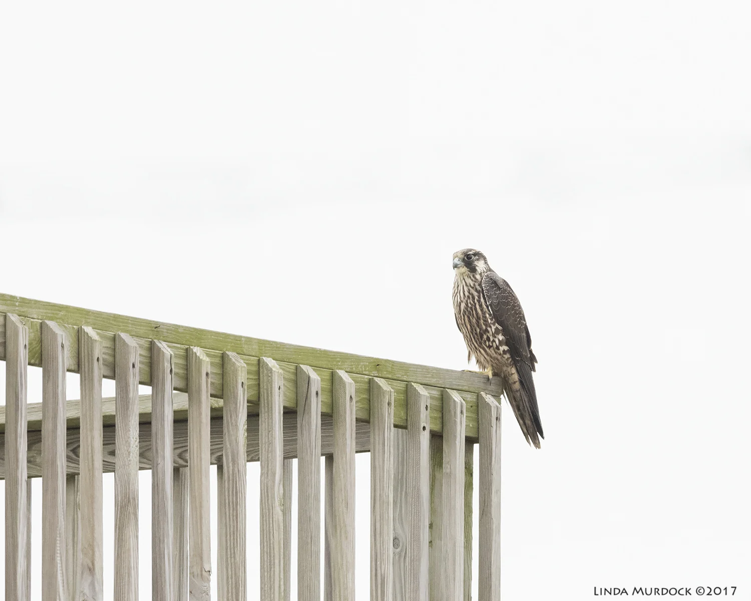 OMG yes it is a Peregrine Falcon Nikon D810 with NIKKOR 500mm f/4E VR + Nikon 1.4x TC ~ 1/1600 sec f/6.3 ISO 2500; braced in truck window