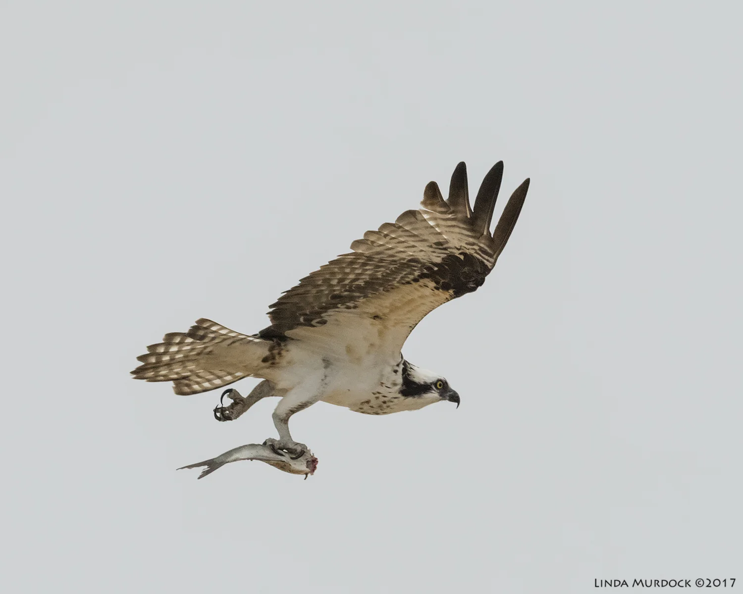 Osprey and headless fish Nikon D810 with NIKKOR 500mm f/4E VR + Nikon 1.4x TC ~ 1/2500 sec f/7.1 ISO 2500; hand-held