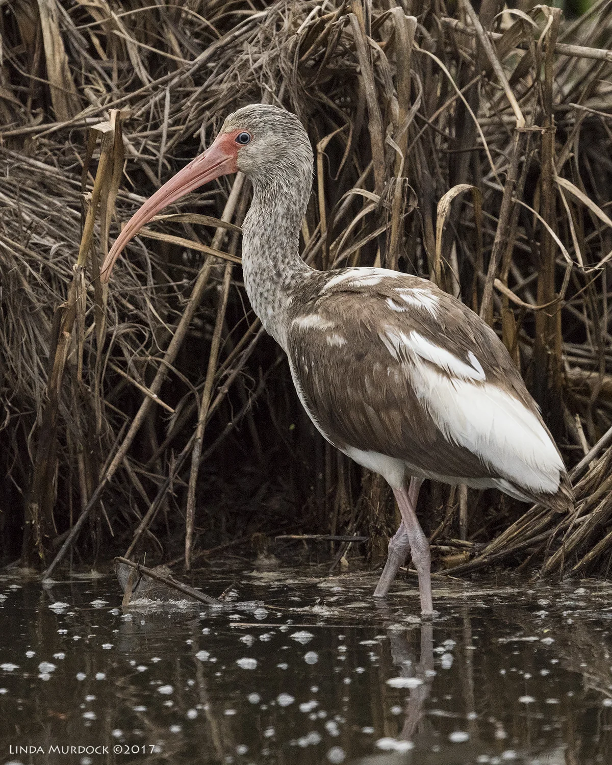 Nikon D810 with NIKKOR 500mm f/4E VR + Nikon 1.4x TC ~ 1/1000 sec f/6.3 ISO 2500; braced in truck window