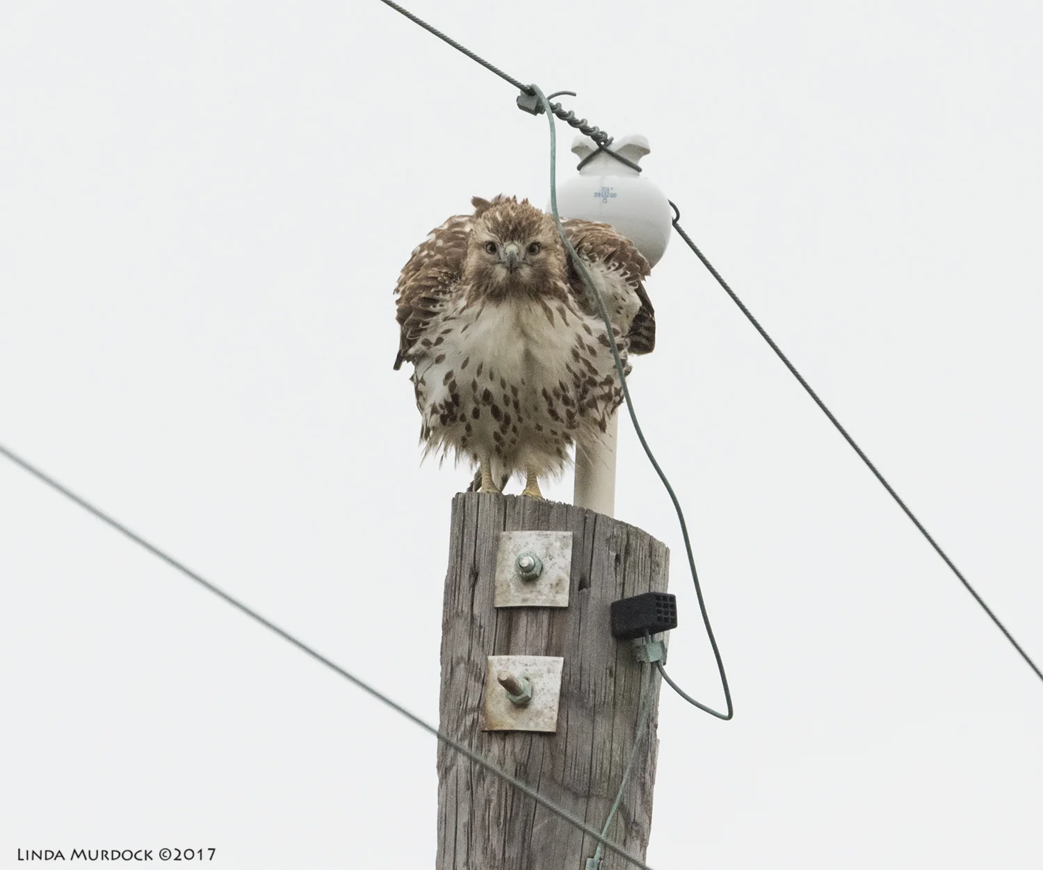 Juvenile Red-tailed Hawk in a stare-down Nikon D810 with NIKKOR 500mm f/4E VR + Nikon 1.4x TC ~ 1/2500 sec f/6.3 ISO 2500; tripod