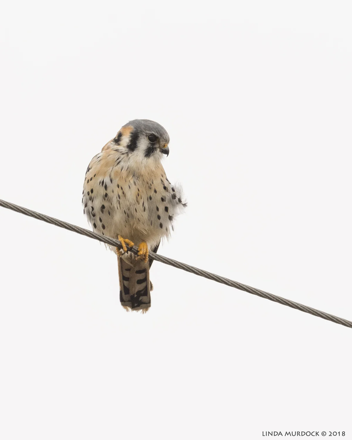 Male Kestrel giving us the stink-eye Nikon D810 with NIKKOR 500mm f/4E VR + Nikon 1.4x TC ~ 1/2000 sec f/7.1 ISO 1250; braced on truck