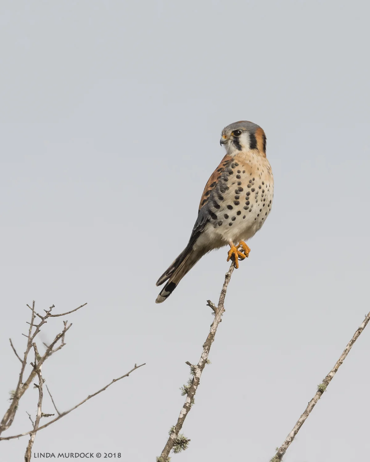 Killer Kestrel at the tip-top of a tree Nikon D810 with NIKKOR 500mm f/4E VR + Nikon 1.4x TC ~ 1/2500 sec f/8.0 ISO 640; braced on truck