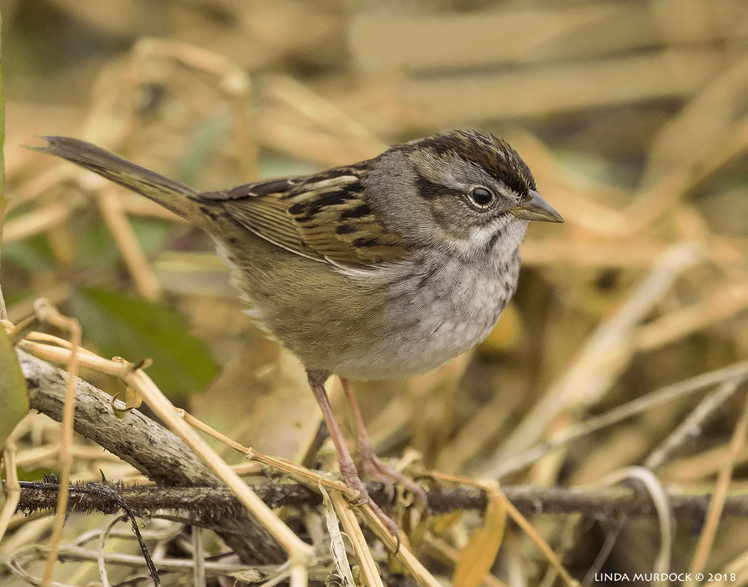Swamp Sparrow moving in 3... 2... 1... Nikon D810 with NIKKOR 500mm f/4E VR + Nikon 1.4x TC ~ 1/2000 sec f/6.3 ISO 2000; tripod
