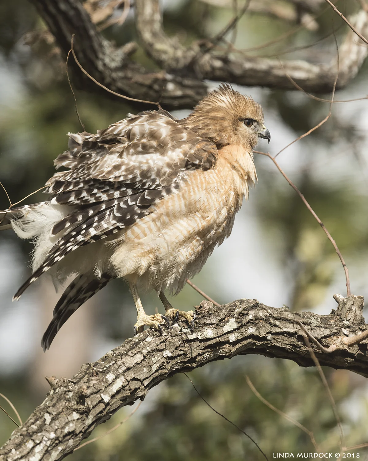Backyard visitor Nikon D810 with NIKKOR 500mm f/4E VR + Nikon 1.4x TC ~ 1/2000 sec f/7.1 ISO 1250; tripod