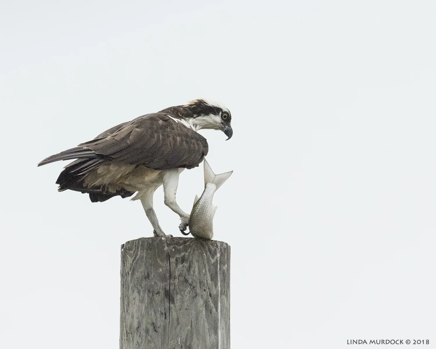 Catch of the Day Nikon D810 with NIKKOR 500mm f/4E VR + Nikon 1.4x TC ~ 1/2000 sec f/6.3 ISO 1600; braced in truck window