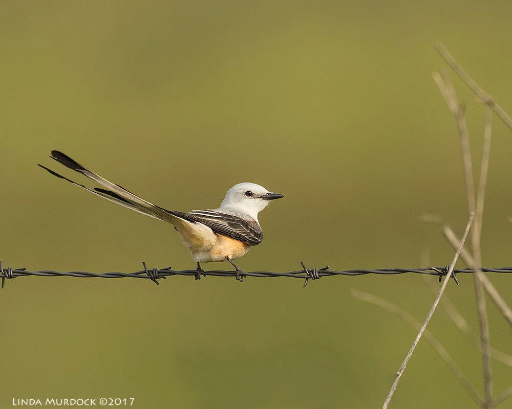 Scissor-tailed Flycatcher from last Spring Nikon D810 with NIKKOR 500mm f/4E VR + Nikon 1.4x TC ~ 1/2000 sec f/6.3 ISO 800
