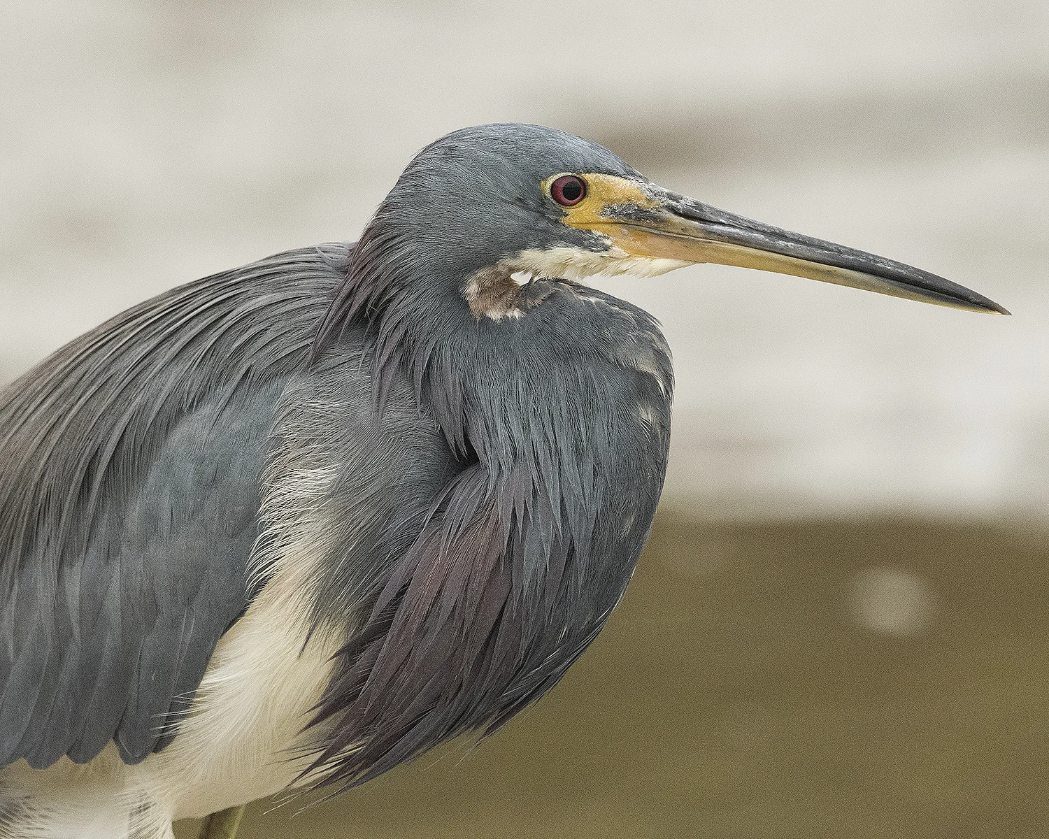 Over sharpened Tricolored Heron - click to enlarge