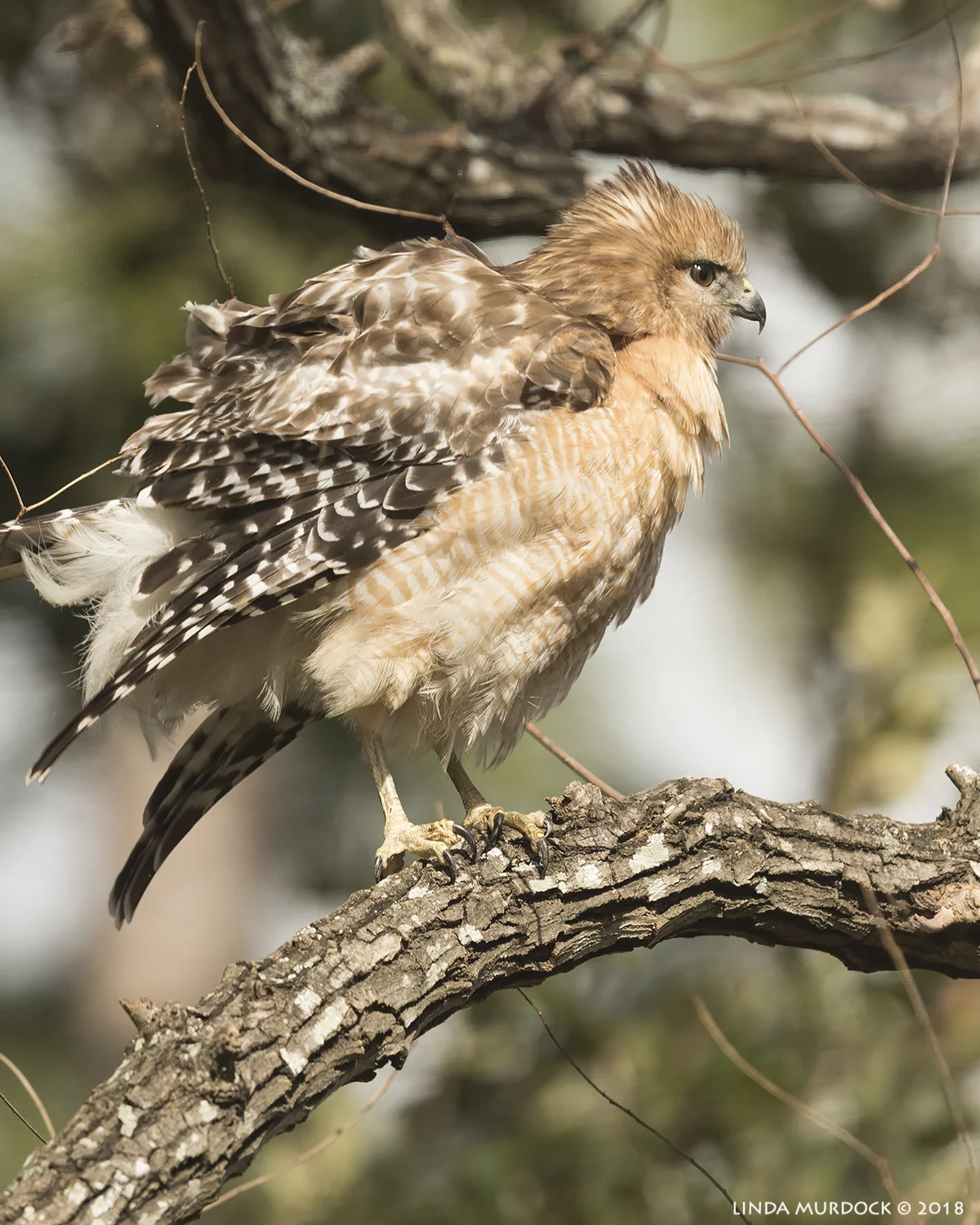 Hawk no longer obscured by small branches.