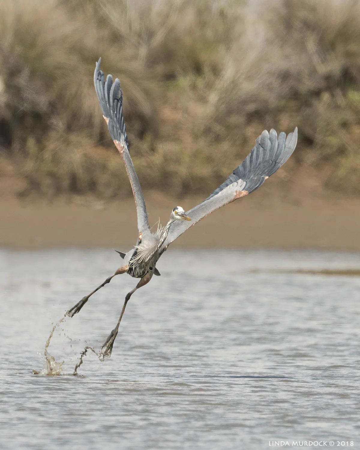 Full stretch! Nikon D810 with NIKKOR 500mm f/4E VR + Nikon 1.4x TC ~ 1/2500 sec f/7.1 ISO 640; tripod