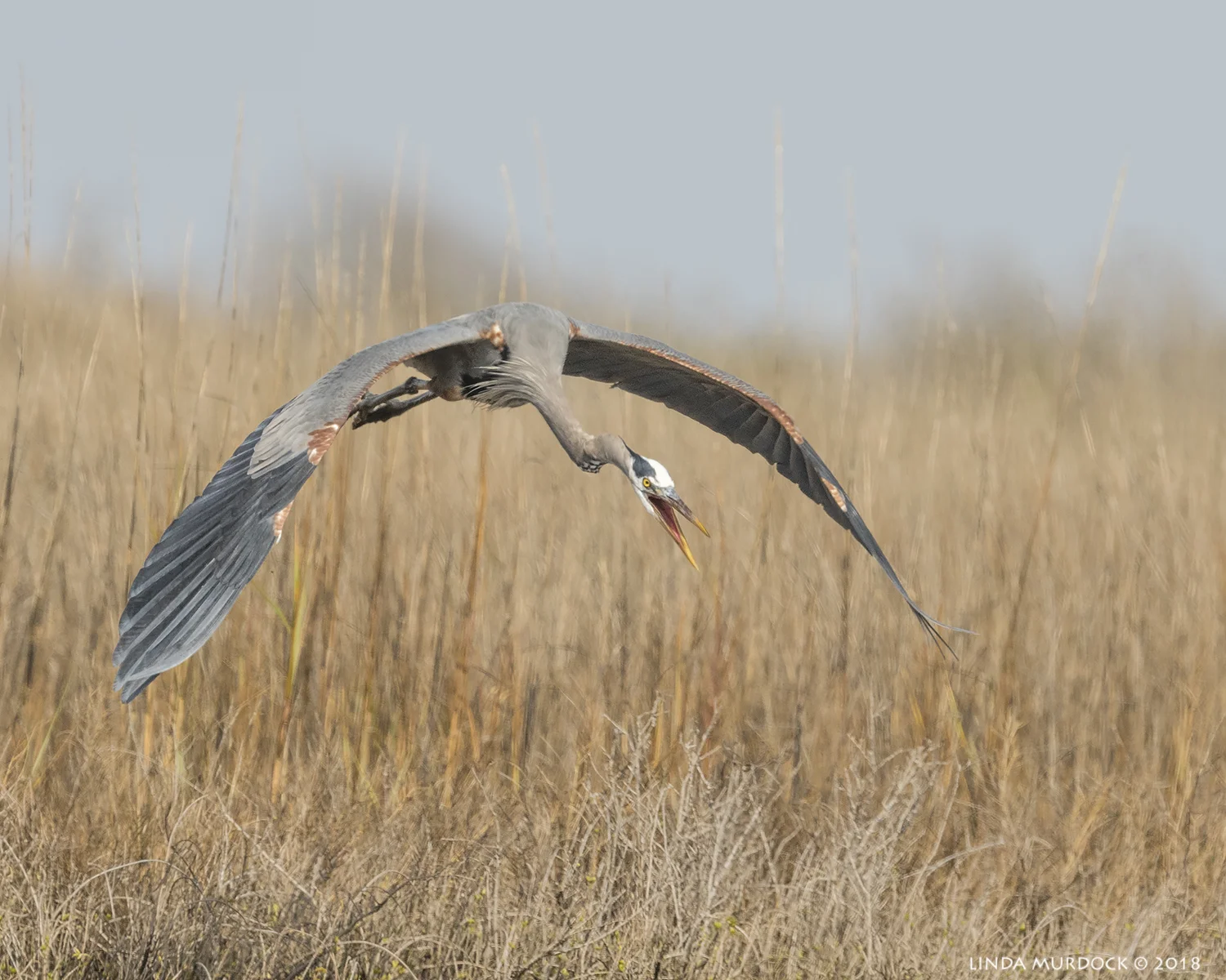 Here I come! Nikon D810 with NIKKOR 500mm f/4E VR + Nikon 1.4x TC ~ 1/2500 sec f/7.1 ISO 640; tripod