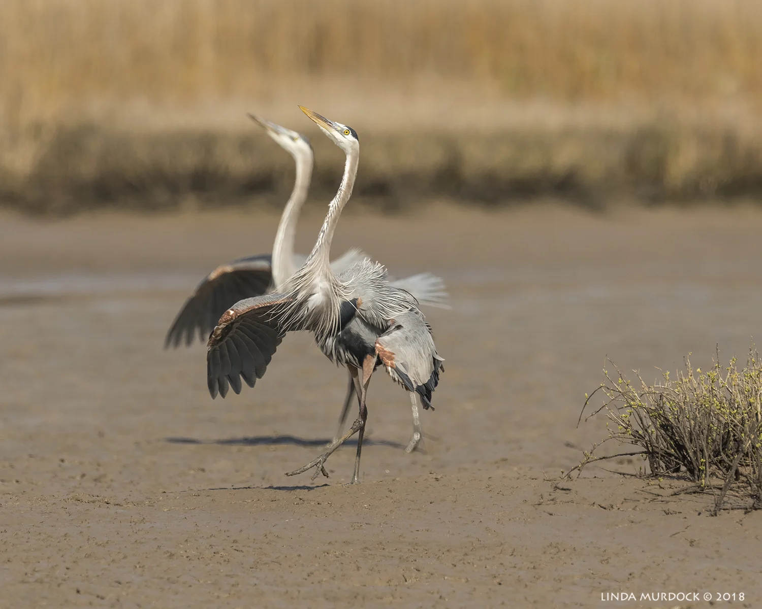 Geez. Could they be more confident? Nikon D810 with NIKKOR 500mm f/4E VR + Nikon 1.4x TC ~ 1/2500 sec f/8.0 ISO 640; tripod