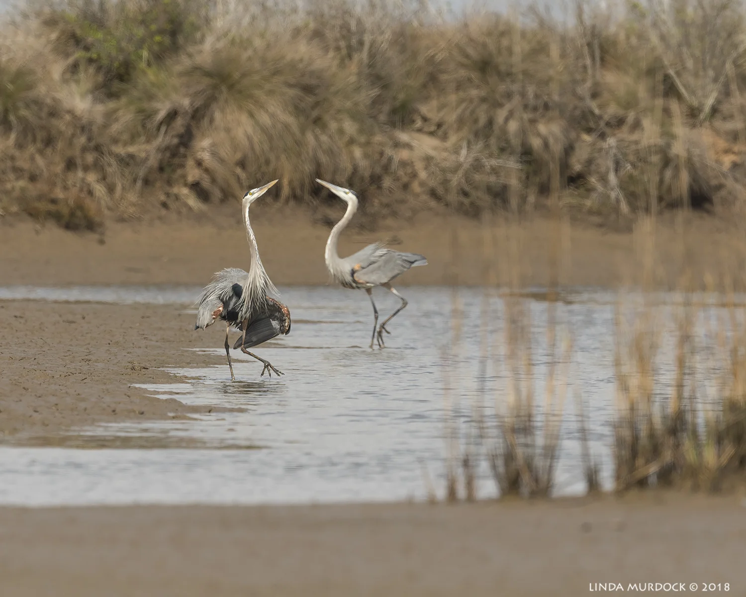 This is MY space... no it is MY space! Nikon D810 with NIKKOR 500mm f/4E VR + Nikon 1.4x TC ~ 1/2500 sec f/7.1 ISO 500; tripod