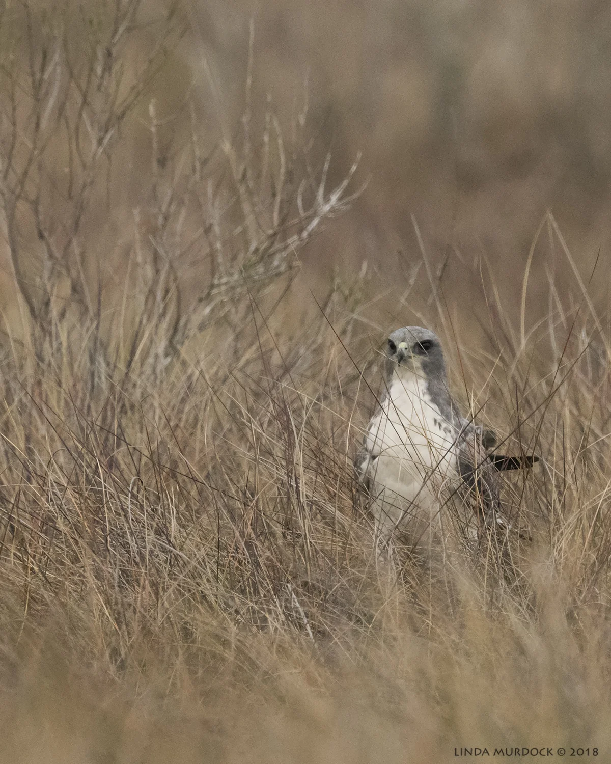 White-tailed Hawk being all sneaky Nikon D810 with NIKKOR 500mm f/4E VR + Nikon 1.4x TC ~ 1/1600 sec f/6.3 ISO 3200; braced in truck window